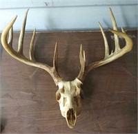 5/6 Point White Tail Deer Antlers