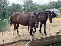 2 yr old American Draft-Quarter Horse cross mare