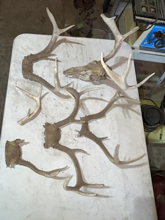 Deer Antlers and horseshoe hangers