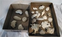 Sea Shells, Sand Dollar, Sea Urchin and more