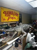 Former State Record 14' Alligator