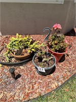 Lot of 3 Outdoor Potted Plants