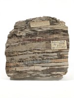 Red White Blue Petrified Wood Specimen Arizona