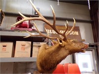 Larger Elk Turned Head