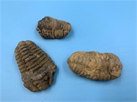 3 Fossils                (I 99)