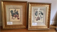 Two Approximately 23 in x 27in Framed Botanical