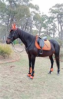 (VIC) RAVEN - THOROUGHBRED MARE