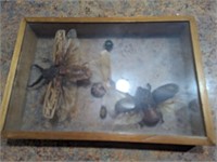 Vtg Insect / Bug Display Box