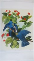 " WHITE CROWNED PIGEON" PRINT OF J.J. AUDUBON