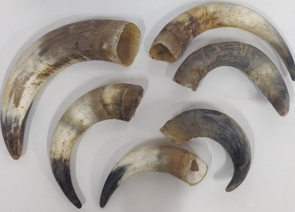 Animal Horns