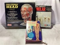 Model Kits: Biology, Human Body, Head, Molar