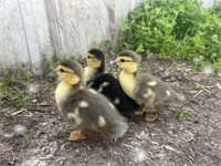 3 Unsexed-Muscovy Ducklings