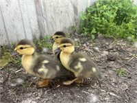 3 Unsexed-Muscovy Ducklings