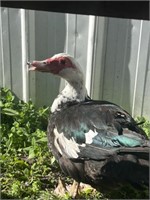 Hen-Muscovy Duck