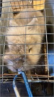 Registered Male Gray Lionhead Rabbit