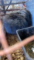 Registered Black Buck Netherland Dwarf Rabbit