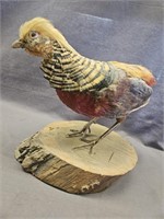 TAXIDERMIED GOLDEN PHEASANT- TAIL FELL OFF BUT