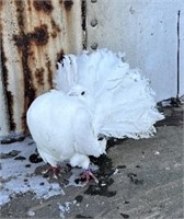 Pair-White Fantail Pigeons