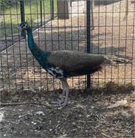 Male-India Blue Split Pied Peacock 2023 hatch