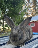 Buck-Flemish Giant-Gold tipped steel, Born March