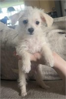 Female-Chihuahua x Poodle Puppy-Born April 19, 202