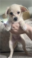 Male-Chihuahua x Poodle Puppy-Born April 19, 2024