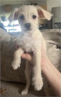 Female#2-Chihuahua x Poodle Puppy-Born April 19/24