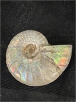 Very cool 2 inch ammonite fossil