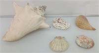 Sea shells lot 5 pc