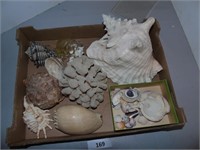 Variety of Shells & Coral