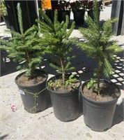 3 Lots /1ea 1 Gal Black Hills Spruce