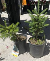 2 Lots /1ea 1 Gal Black Hills Spruce