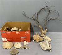Petrified Tree; Shells & Sand Dollars Lot