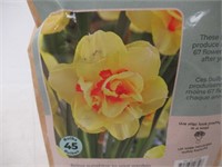 45-Pk Tasc Narcissus Double Tahiti Bulbs