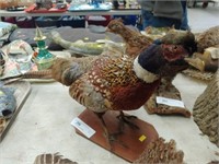 Taxidermy Ringneck Pheasant