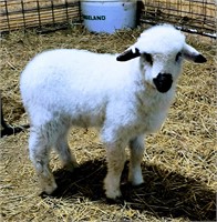 50% Valais weaned ram lamb