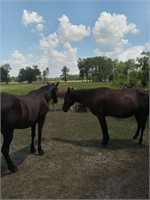 Black Saddle Horse Gelding