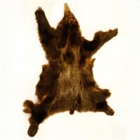 Taxidermy Grizzly Bear Pelt / Skin