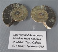 Split polished ammonites.