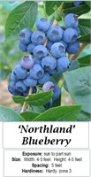 6 Northland Blueberry Plants