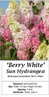 3 Berry White Sun Hydrangea Plants