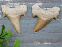 SHARK TEETH ROCK STONE LAPIDARY SPECIMEN