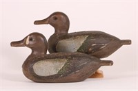 Early Pair of Hen & Drake Blue Winged Teal Duck