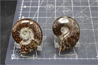 Polished Ammonites, Madagascar, 1.4 oz