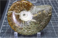 Polished Ammonite, Madagascar, 7.6 oz