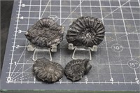 Ammonites from Peru, 2.4 oz