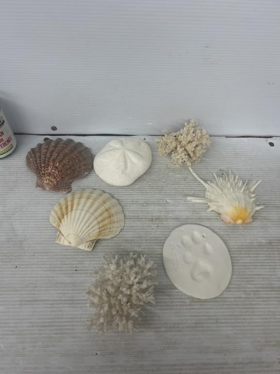 Decorative seashells and coral