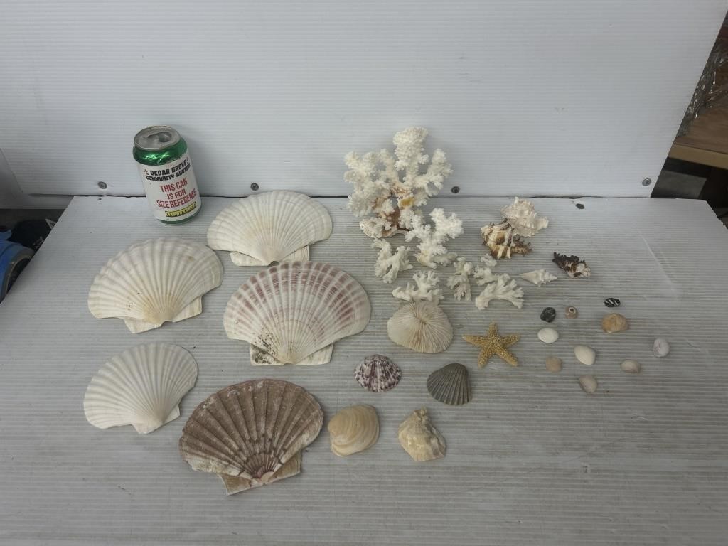 Decorative seashells and coral