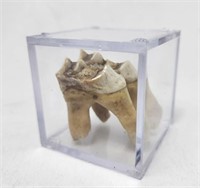 Giant Moose Tooth in Presentation Case