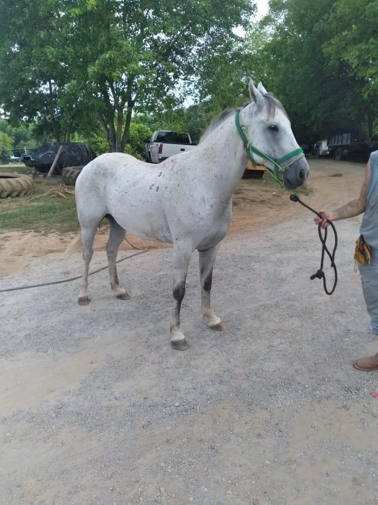 American Made Livestock Market RIDING HORSE SPECIAL